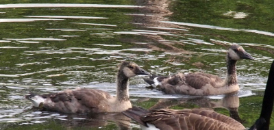 [Two goslings swim on the water. They have white patches along the sides of their faces and the upper part of the body (below the neck). The rest of the body is light brown. The tail feathers are white and dark brown.]